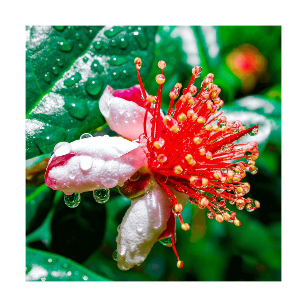 Goyavier du brésil sellowiana apollo/feijoa sellowiana apollo[-]pot de 3l - 40/60 cm