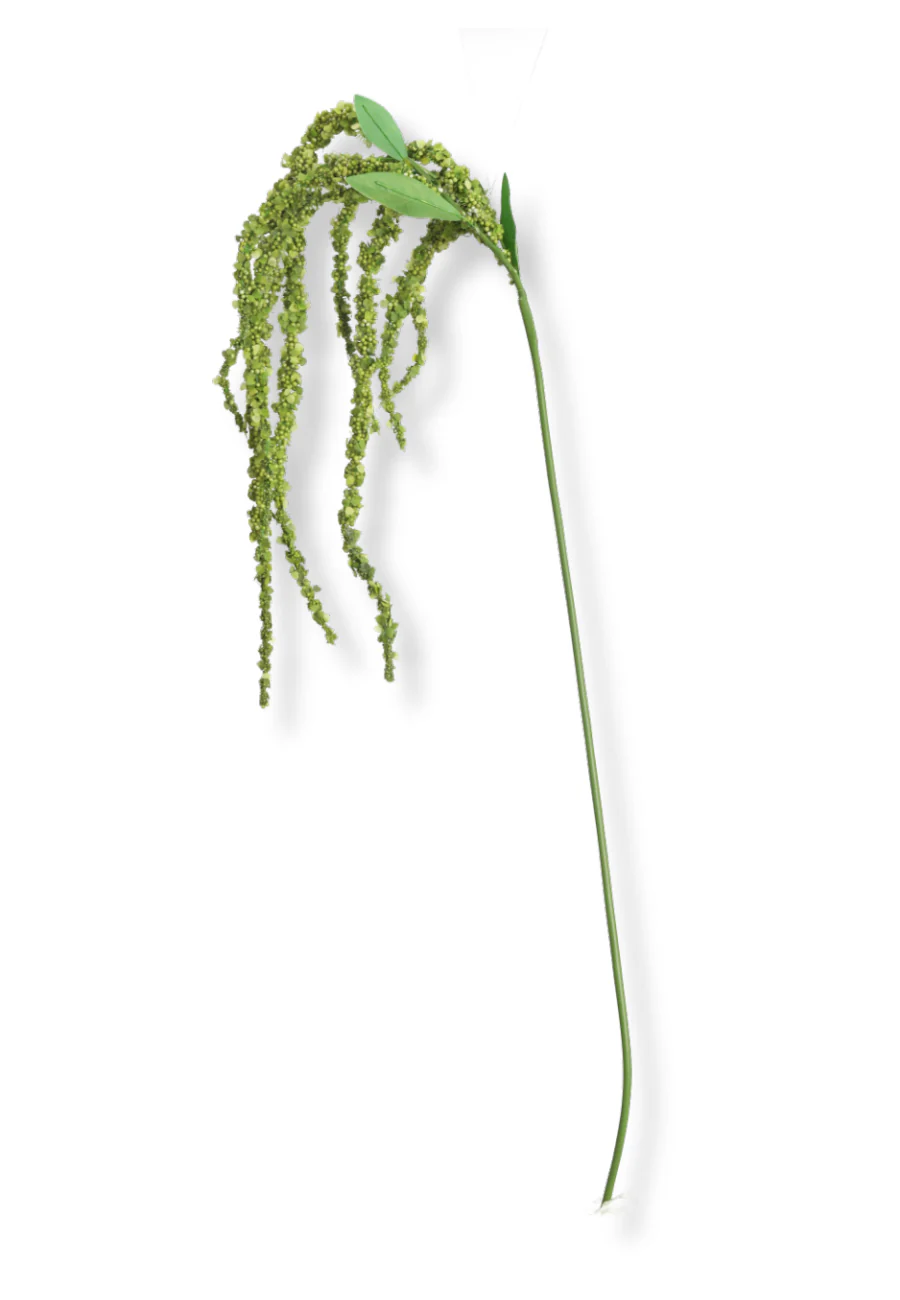 Botané  Amaranthus blomst - grøn
