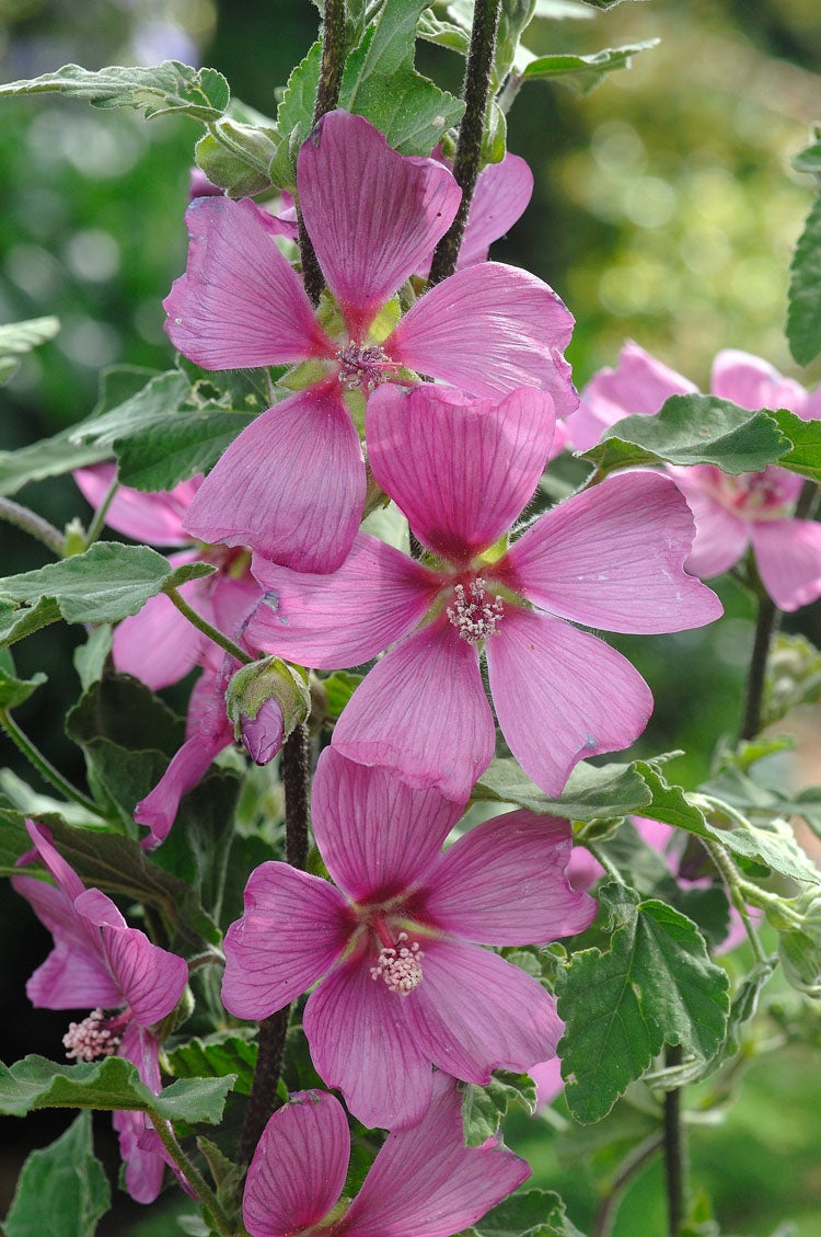 Struikmalva (Lavatera 'Burgundy Wine') D 9 H 15 cm