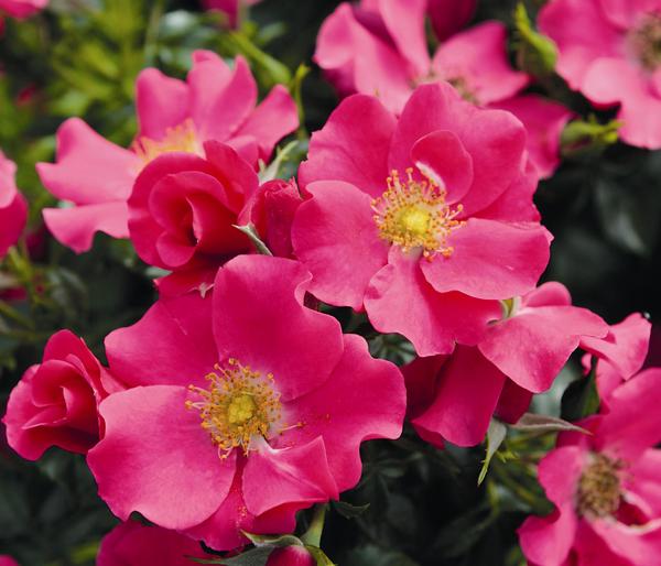 Bodendeckerrose 'Stadt Rom®'