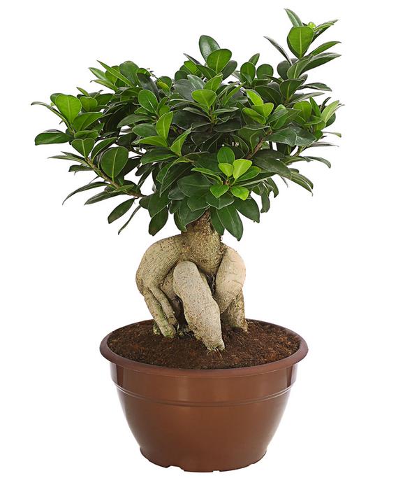Chinesische Feige - Ficus microcarpa