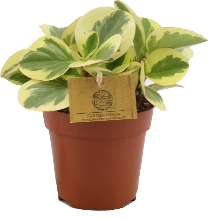 Peperomia (Peperomia obtusifolia 'Obtipan Bicolor') D 12 H 20 cm