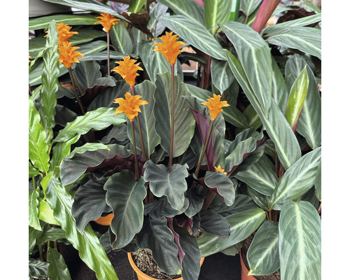 Calathea crocata 'Tassmania' (FloraSelf) 45-50 cm hoog, potdiameter 14 cm