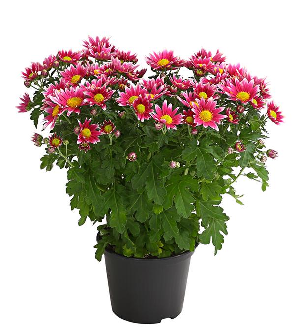 Garten-Chrysantheme, Sonderfarben