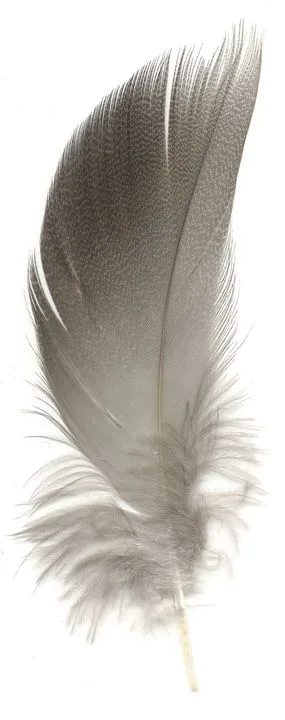 Veniard Bronze Mallard Natural Medium - Stokkand