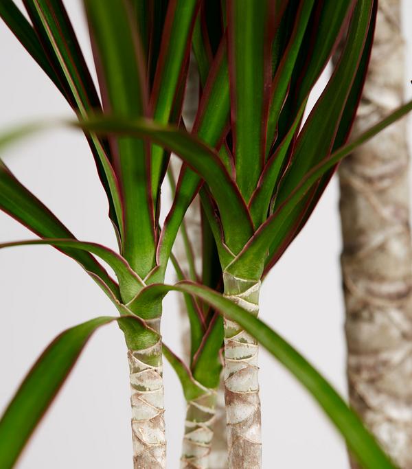 Drachenbaum - Dracaena marginata
