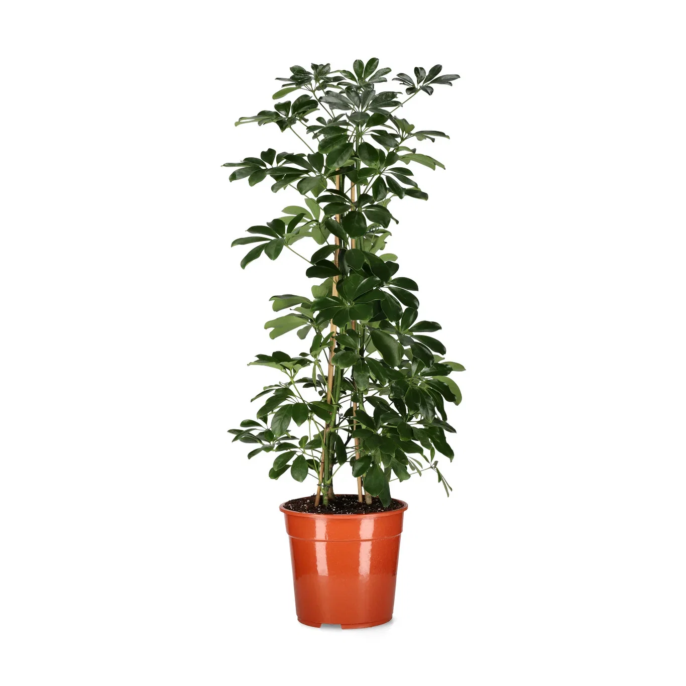 Schefflera arboricola 'Compacta' Paraplytre Høyde 110 cm