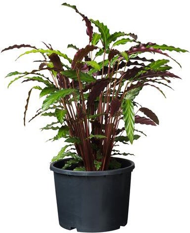 Nature plantcontainer Ritzi D 39 H 29 cm