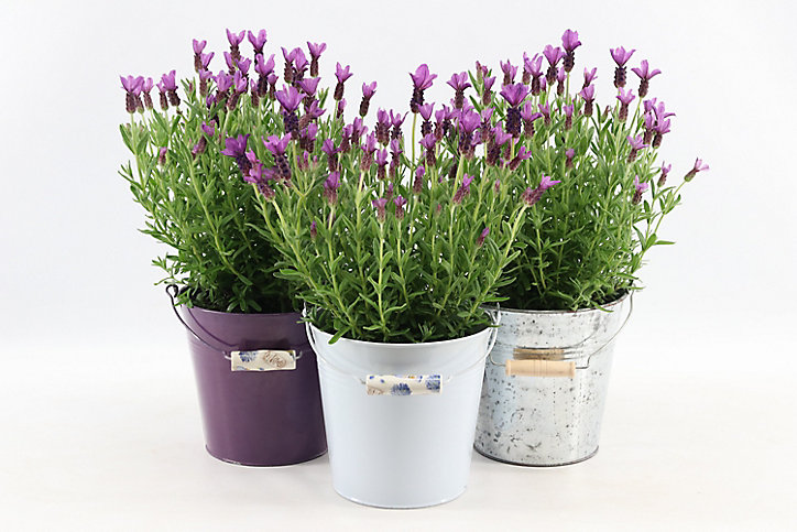 Lavande Anouk collection seau en zinc