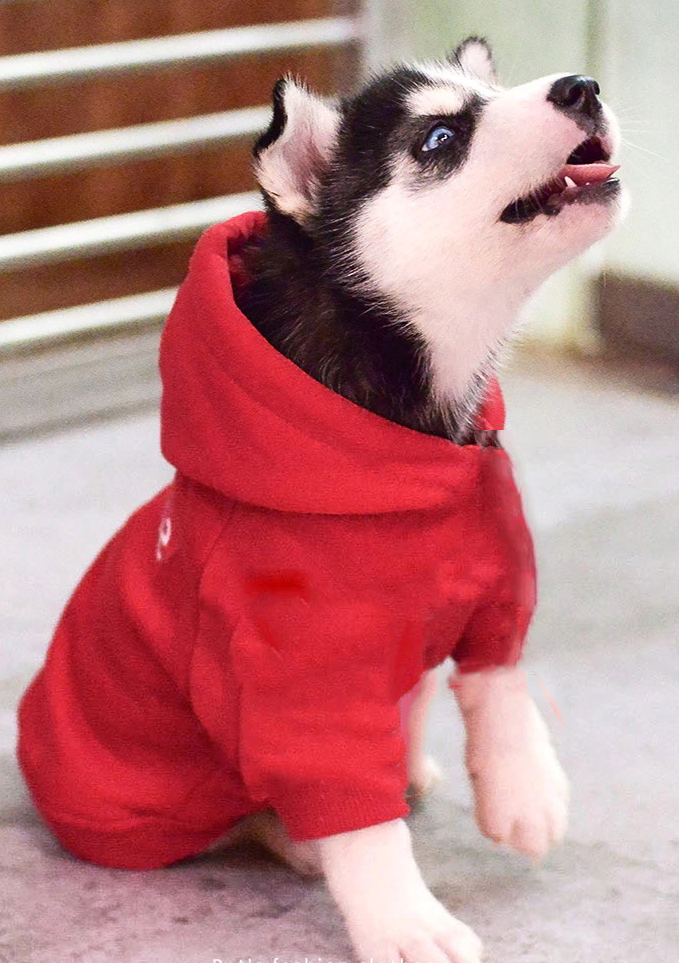 (Gr. XL) Baumwoll Hunde Pullover Haustier Kleidung Kaputzen Hoodie - Schwarz