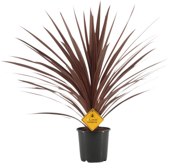 Geluksplant (Cordyline australis 'Redstar') D 25 H 100 cm