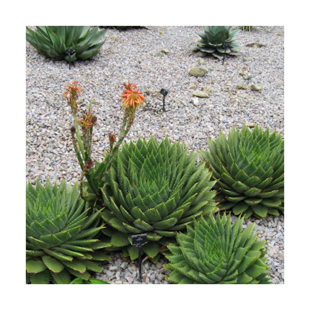 Aloe spirale/aloe polyphylla[-]pot de 7,5l - 40/60 cm
