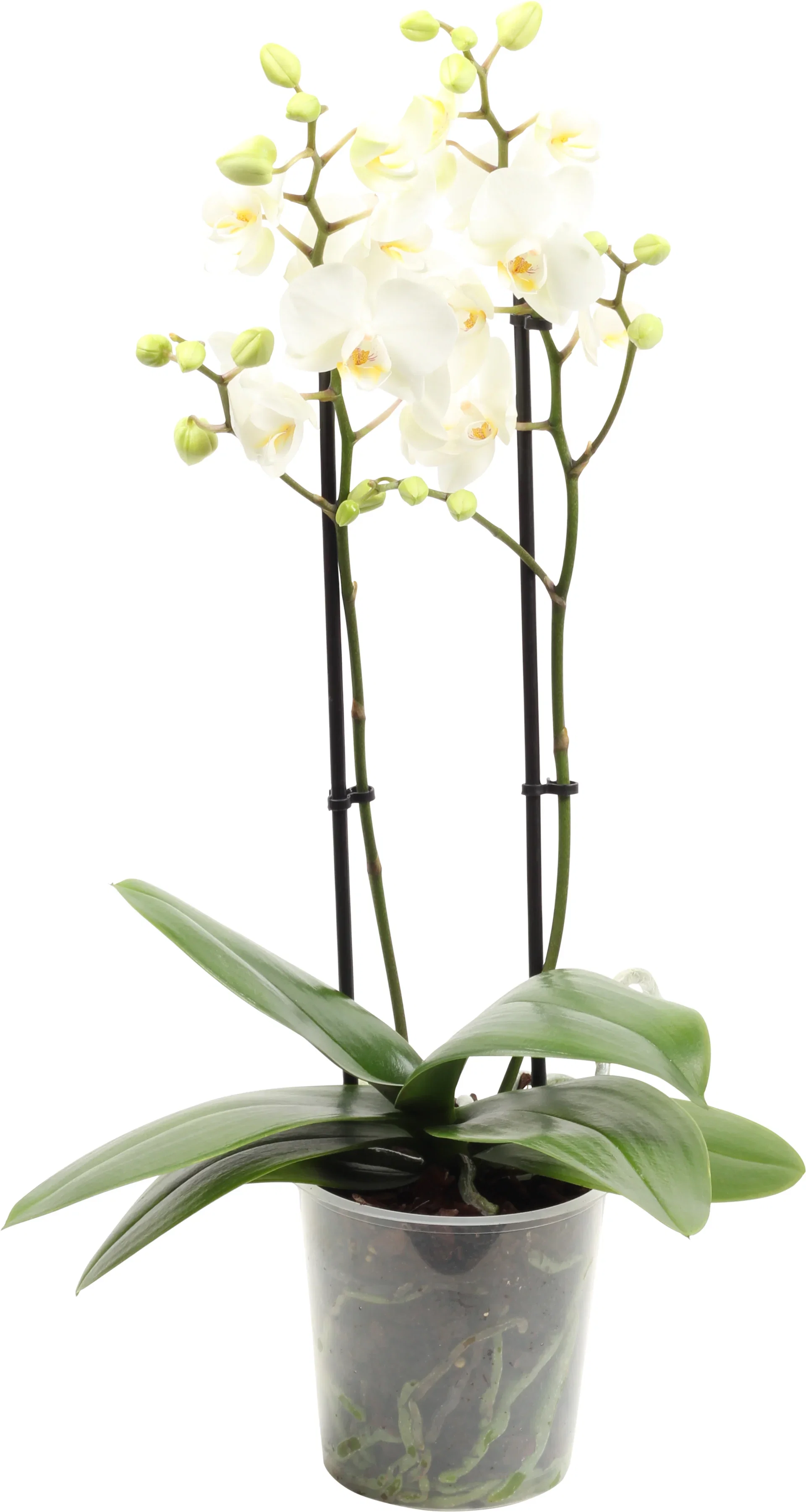 Phalaenopsis hybrid Orkidé Høyde 45 cm