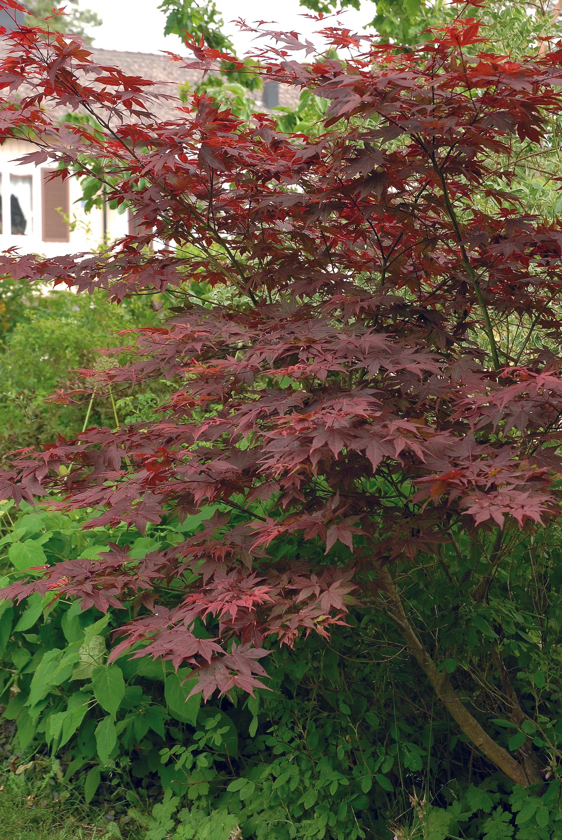 Acer palmatum 'Atropurpureum' Viftelønn 'Atropurpureum' Høyde 40 cm