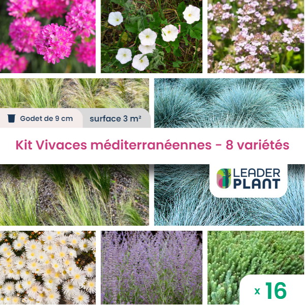 Kit vivaces méditerranéennes- 8 variétés - lot 16 plants en godet