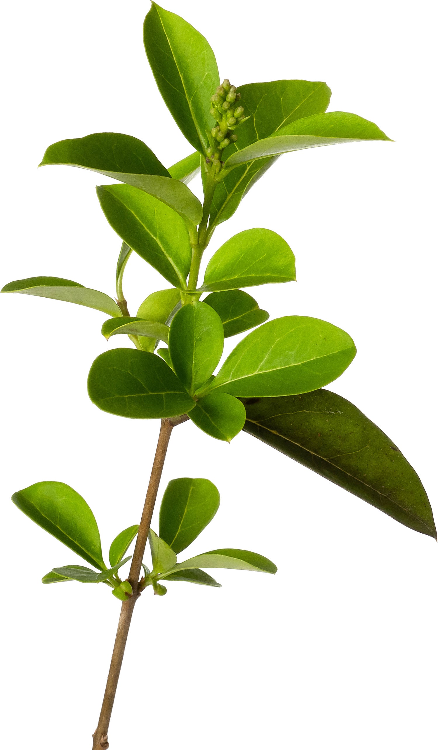 Liguster (Ligustrum ovalifolium) D 17 H 60 cm
