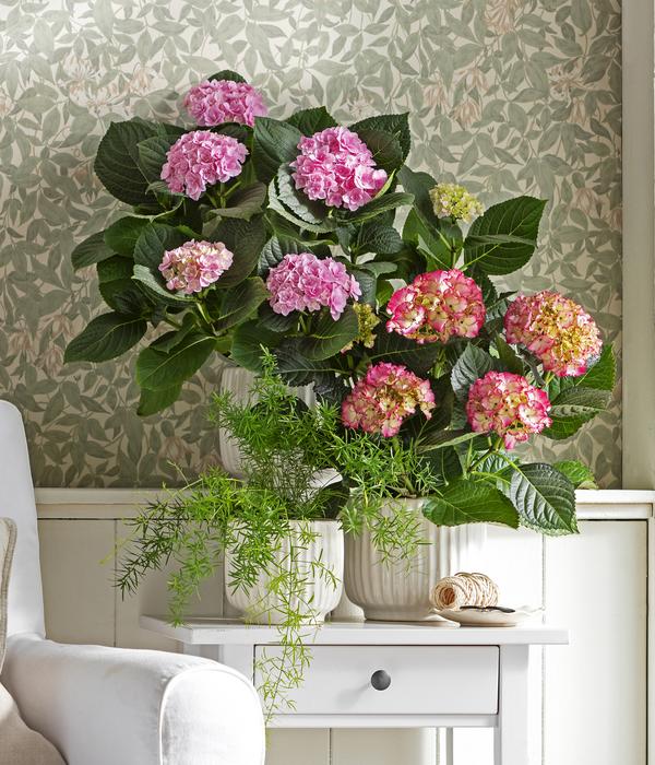 Hortensie - Hydrangea macrophylla 'Baladia Hot