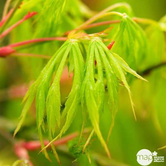 Acer palmatum dissectum : arbuste 1/2 tige
