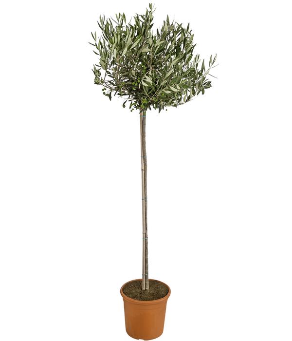 Olive, Stämmchen