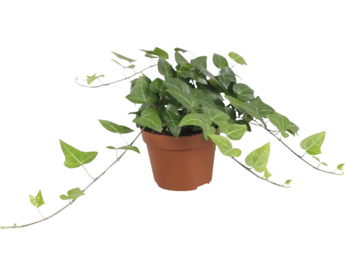 Donkergroene klimop met lichte nerven, FloraSelf Hedera helix 'Mein Herz', ca. 20 cm hoog, potdiameter 13 cm