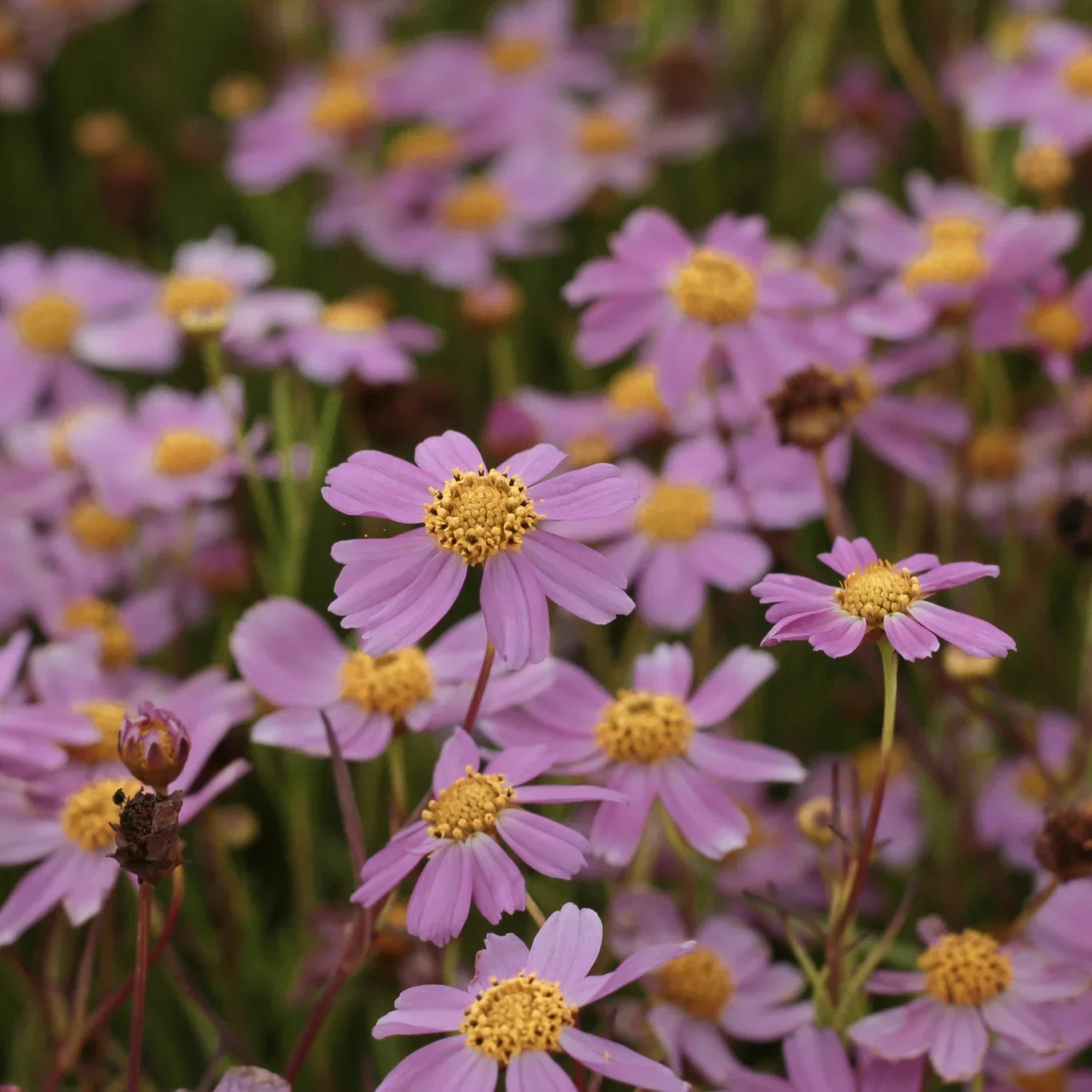 Coreopsis rosea 'American Dream' Coreopsis 'American Dream' Ø11 cm