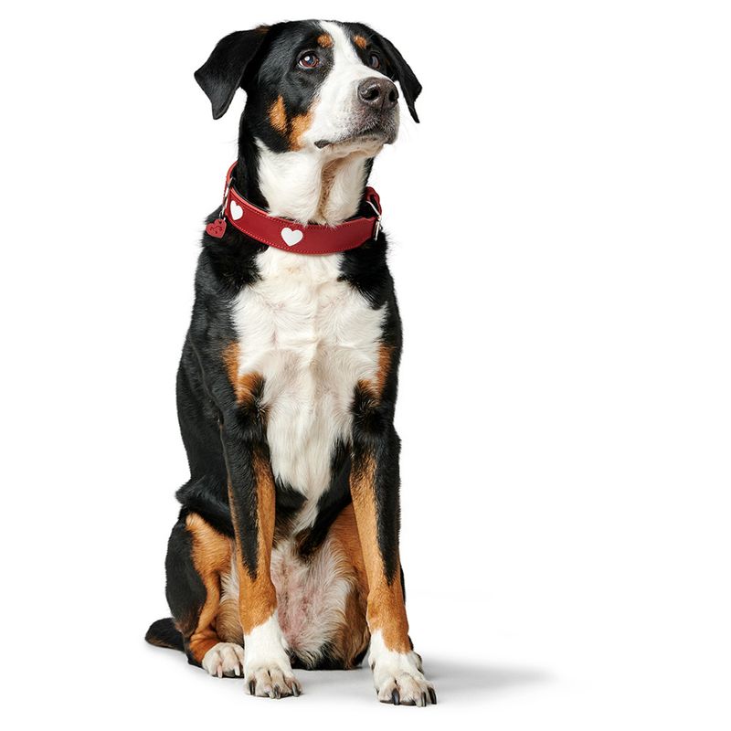 Collier HUNTER Love, rouge pour chien