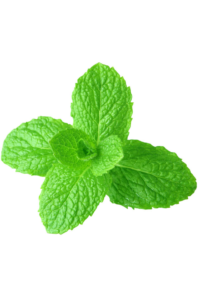 Huile de menthe verte  Mentha spicata
