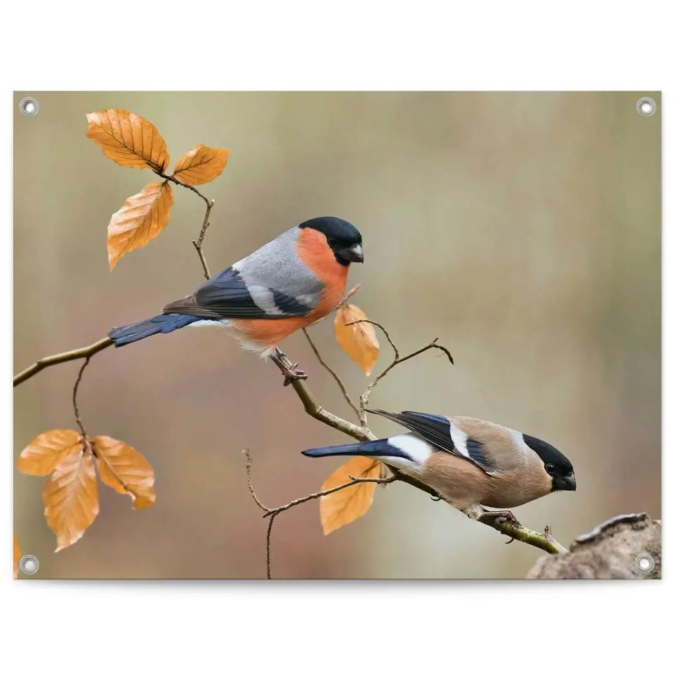 Tuinposter Goudvink - 60x80cm - Oranje