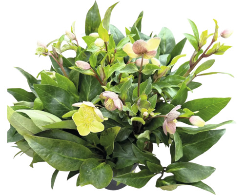 Lenzrose FloraSelf Helleborus x hybridus 'Early Princess' Co 4.5 L