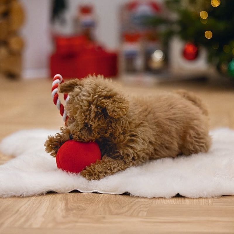 Beeztees Pluche Kerstbal Jingle Hond  | 15331