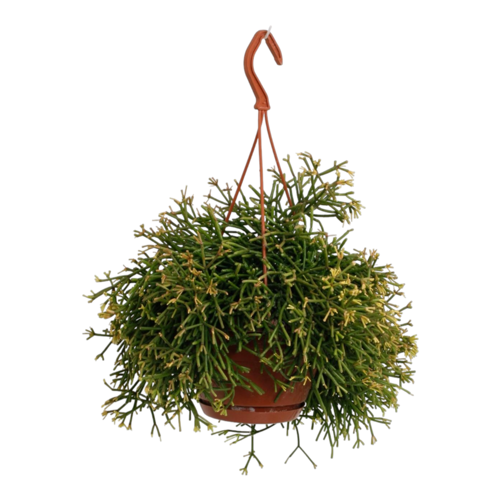 Plante d'intérieur - rhipsalis clavata 45.0cm