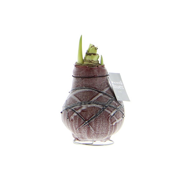Exotic Heart - Gewaxte Amaryllisbol - Van Gogh - Ridderster - geen verzorging nodig, rood patroon