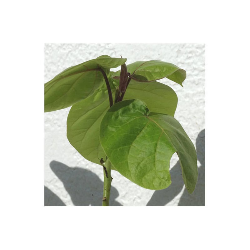 Cyphomandra betacea (tomates en arbre ou tamarillo)) blanc - taille pot de 3 litres ? 20/40 cm
