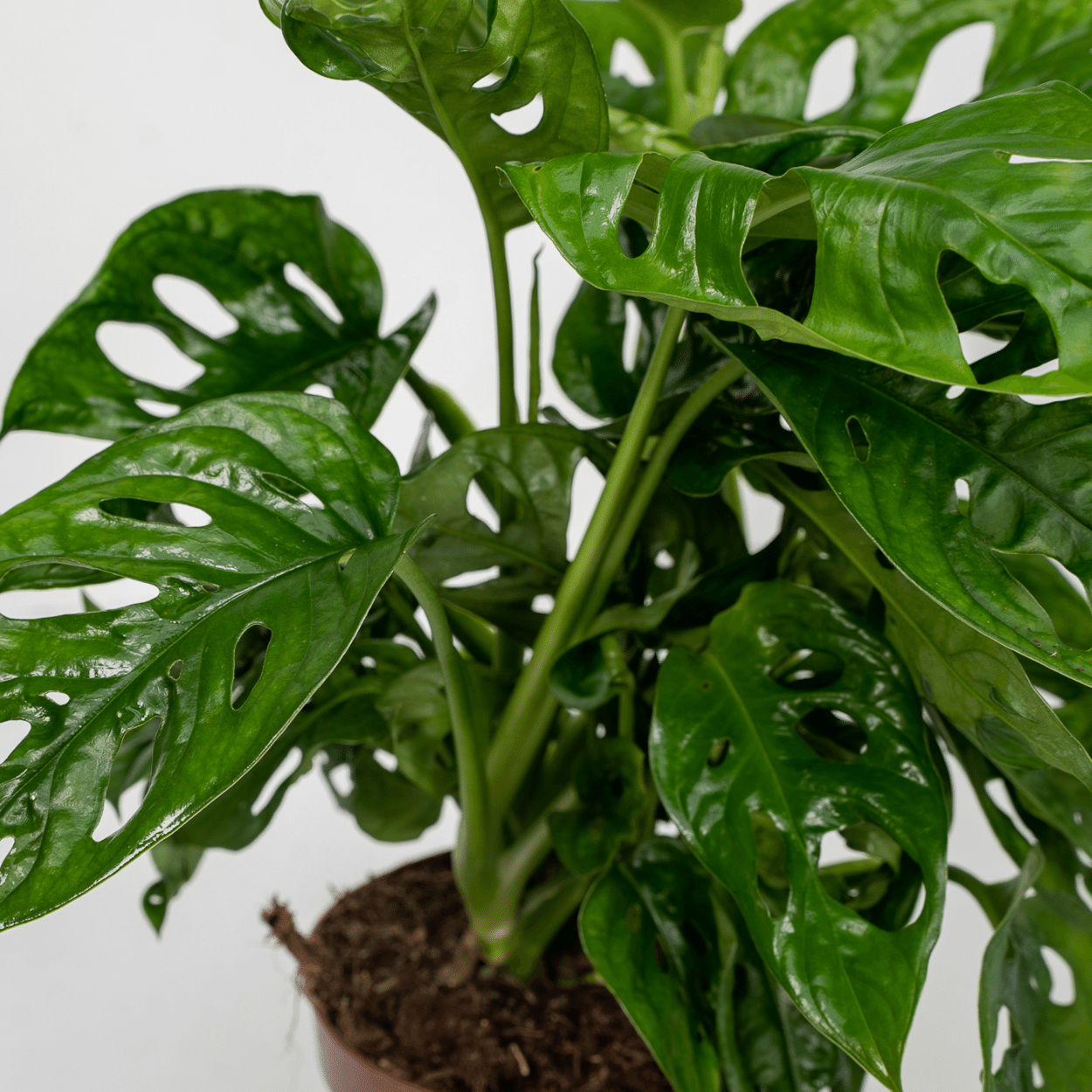 Plante d'intérieur - monstera monkey leaf - lot de 2 30cm