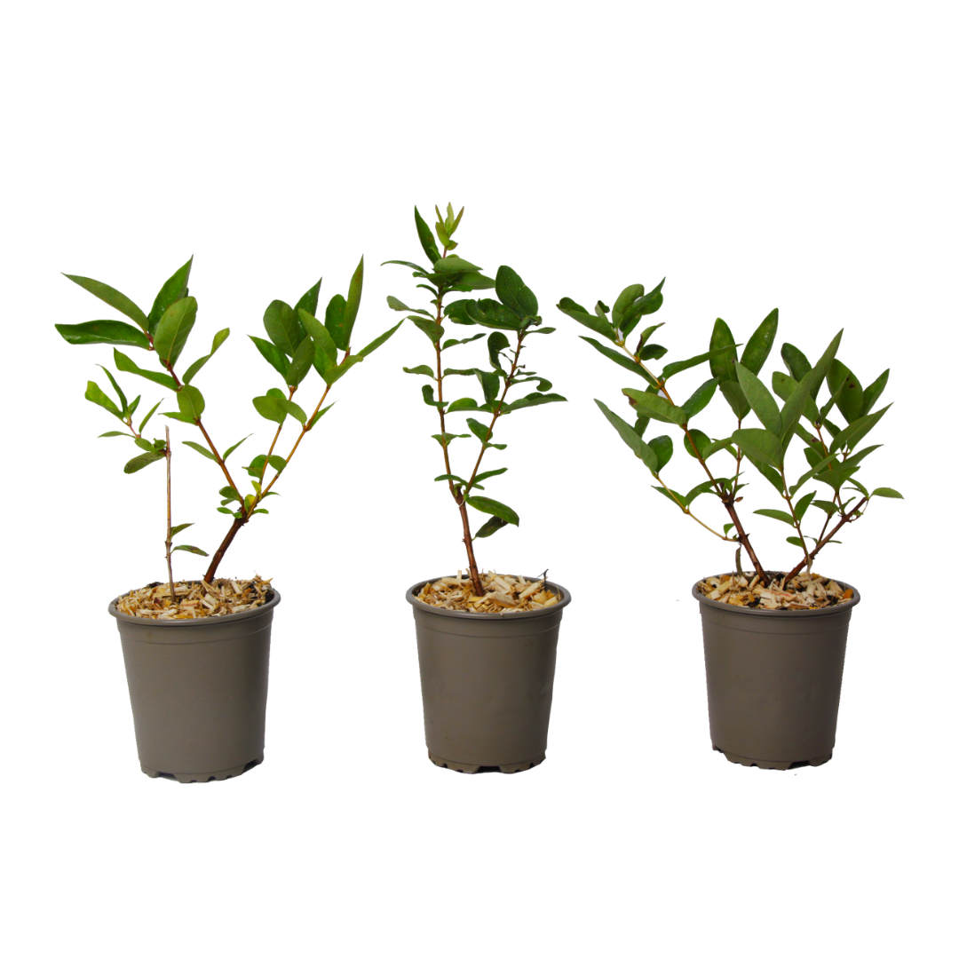 Lonicera kamtchatica - set de 3 - myrtille - pot 9cm - hauteur 25-40cm