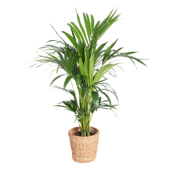 Palmier, Kentia Howea Forsteriana - Pot D21cm