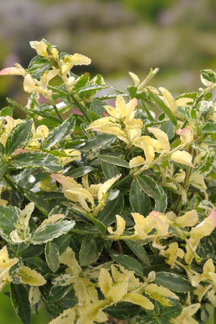 Kardinaalsmuts (Euonymus fortunei 'Harlequin') D 9 H 20 cm