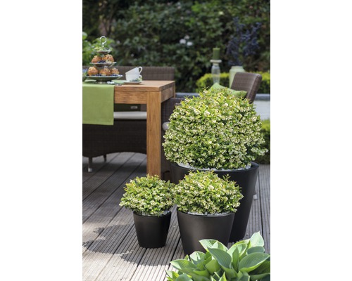 Blauwe bes, bosbes Vaccinium BrazelBerry ® 'Berry Bux' ® H 10-12 cm Co 0.35 L