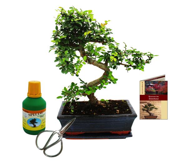 Bonsai Chinesische Ulme - Ulmus parviflora,