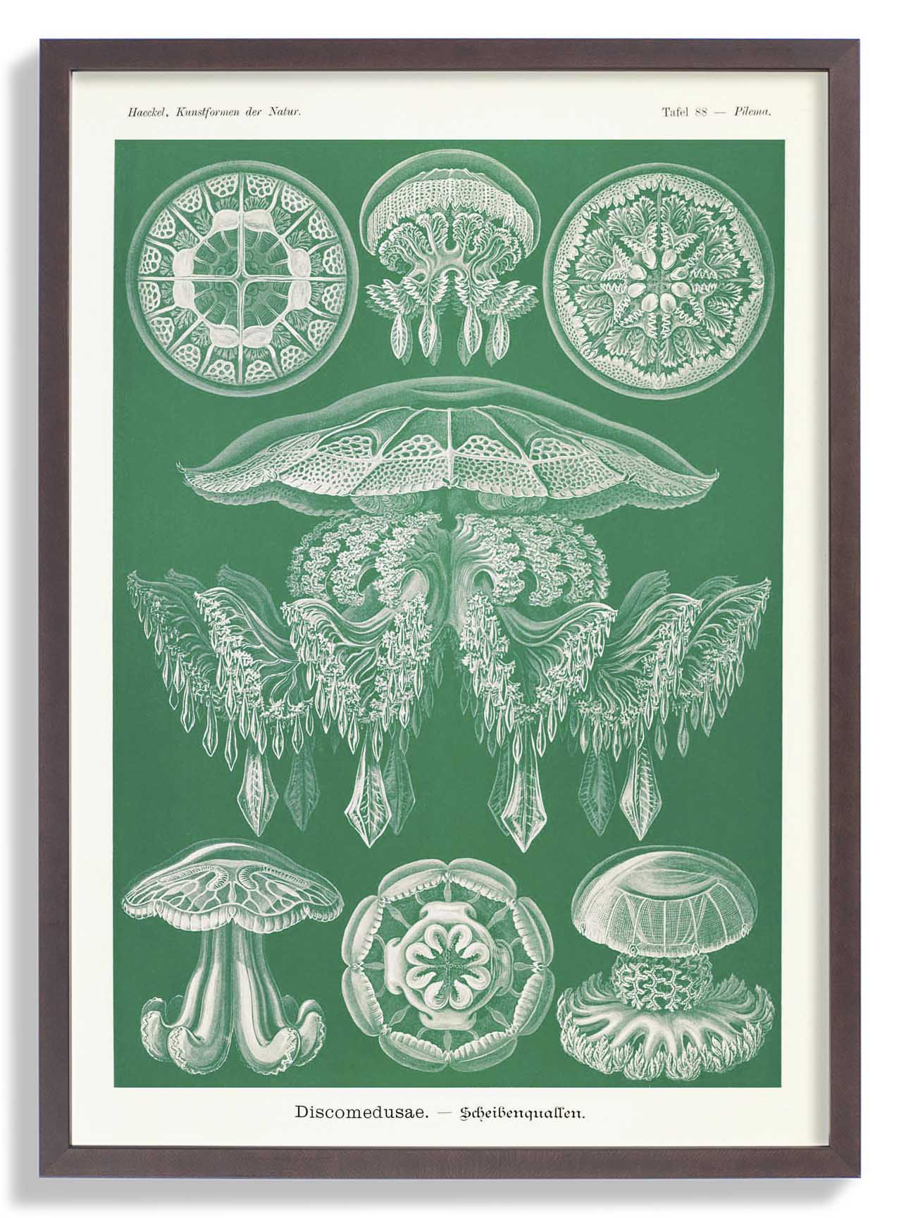 Discomedusae Grüne Quallen von Ernst Haeckel mit Rändern