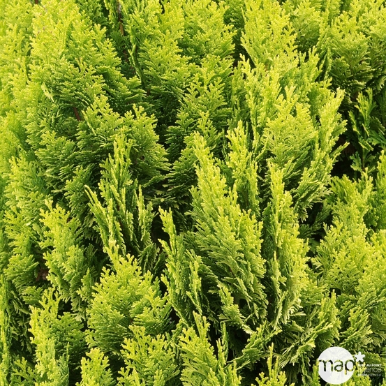 Chamaecyparis Lawsoniana 'Minima aurea' : H 30/40 cm, pot 3L