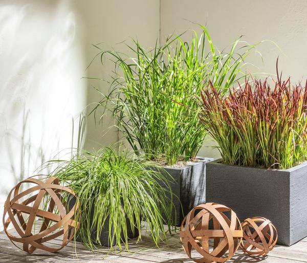 Buntblättrige Segge 'Variegata'