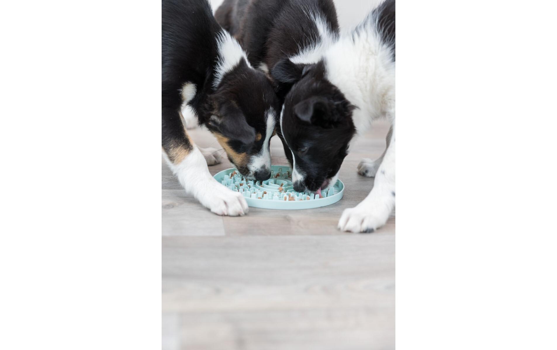 Junior Schleckplatte, Ø 21 cm, MintFuttermatte für Hundewelpen
