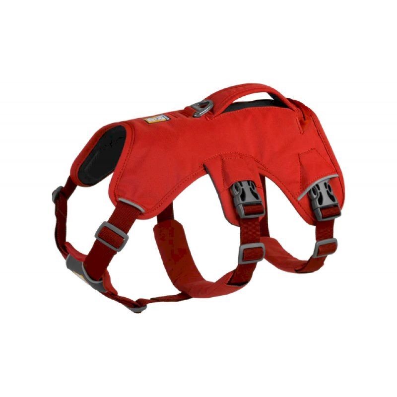Web Master - Harnais pour chien