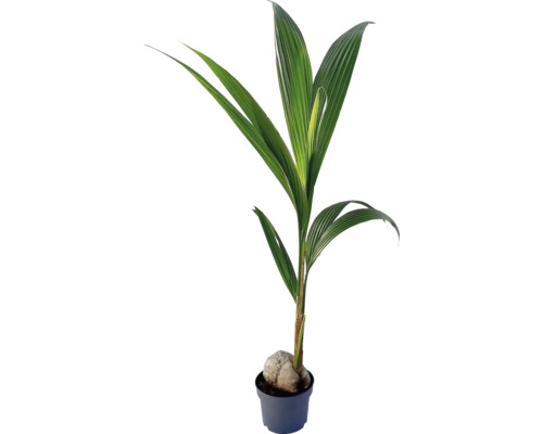 Kokospalm FloraSelf Cocos nucifera H ca. 100 cm Ø 19 cm pot 35 Jaar FloraSelf Jubileumeditie
