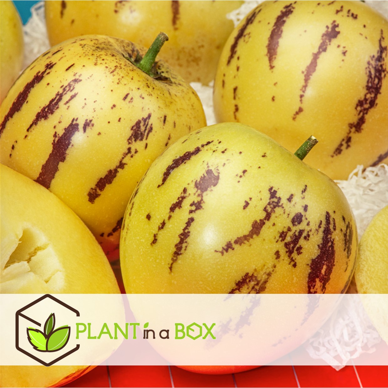 Solanum 'pepino gold' - poire melon - set de 3 - pot 9cm - hauteur 25-40cm
