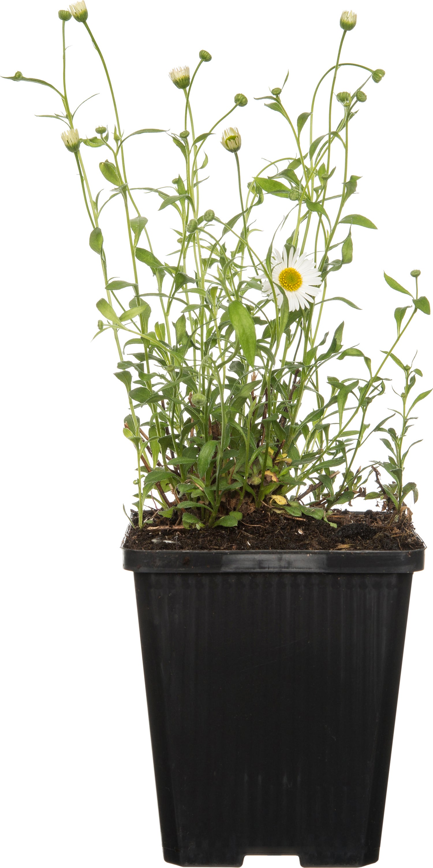 Fijnstraal (Erigeron karvinskianus) D 9 H 15 cm