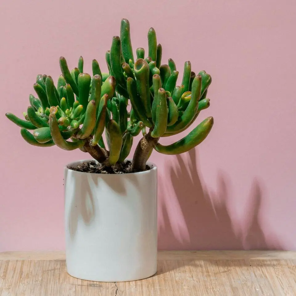 Jadeplant - Crassula ovata 'Hobbit' - Hoogte 55-60cm - ⌀30cm