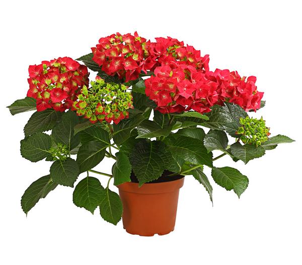Hortensie - Hydrangea macrophylla