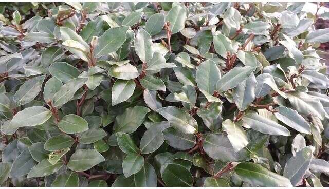 Olijfwilg (Elaeagnus ebbingei) H 30-40 cm